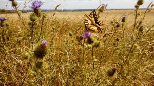 Papillon buttinant fleur.jpg