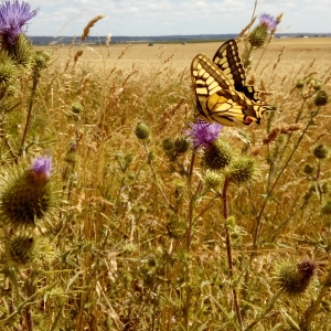 Papillon buttinant fleur.jpg